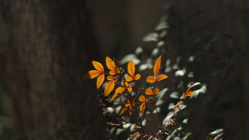 Close-up of yellow flowering plant