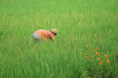 View of a dog on field