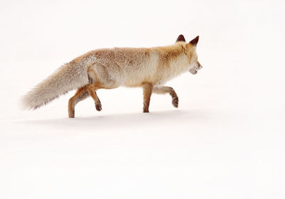 Side view of a rabbit on white background