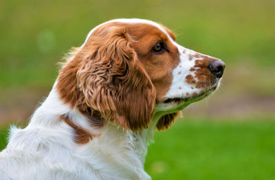 Close-up of dog looking away