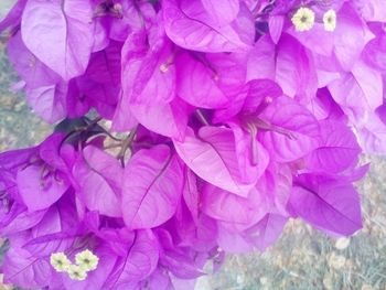 Close-up of pink hydrangea flowers