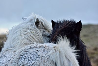 Close-up of horses standing against sky