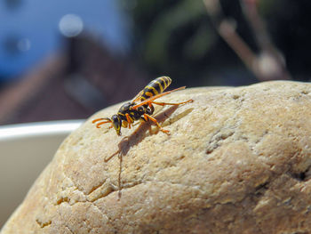 Close-up of bee on rock