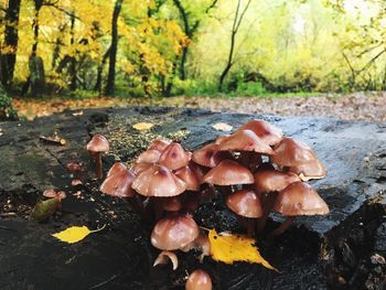 Close-up of mushrooms growing on field