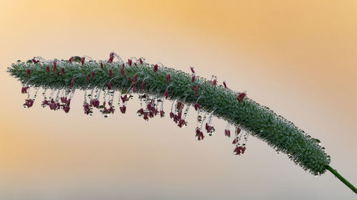 Close-up of plant against sky during sunset