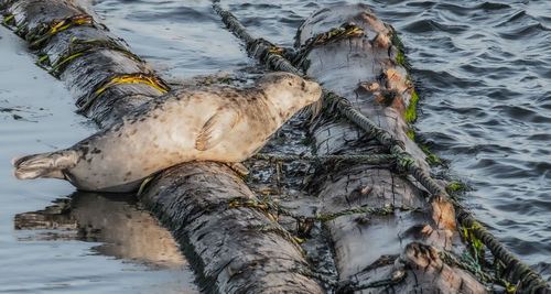 High angle view of driftwood in lake