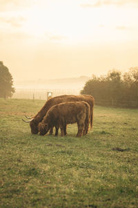 Sheep grazing on field against sky during sunset