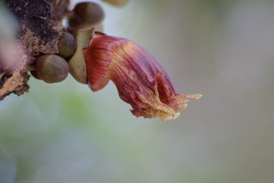 Close-up of wilted flower bud