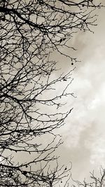 Low angle view of bare tree against sky