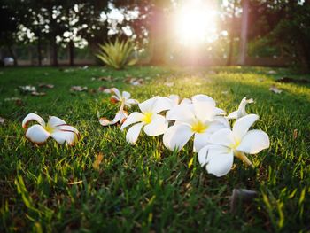 White flowering plants on field