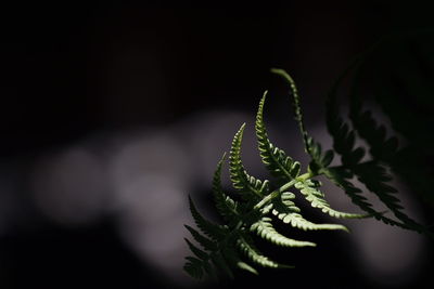 Close-up of fern leaves