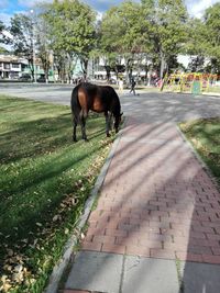 Horse grazing on footpath in city