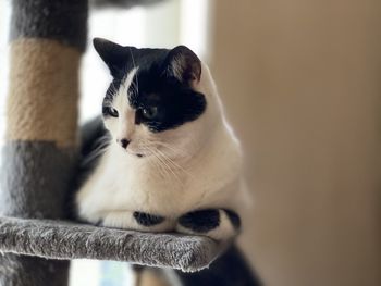 Close-up portrait of a cat at home