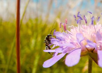 Close-up of insect on purple flower