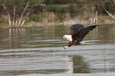 Bird flying over lake