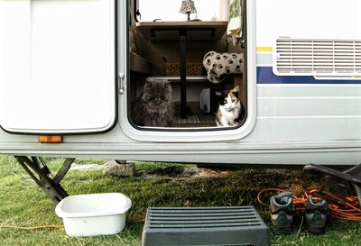 Cats sitting in travel trailer on field
