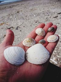 Close-up of hand holding shells on sand