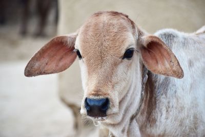 Close-up of cow