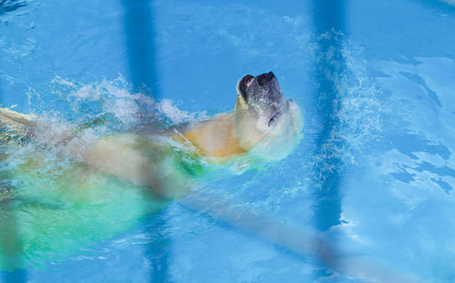 High angle view of turtle in swimming pool