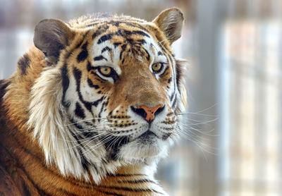 Close-up portrait of tiger