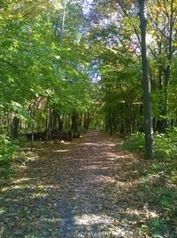 Trees in forest