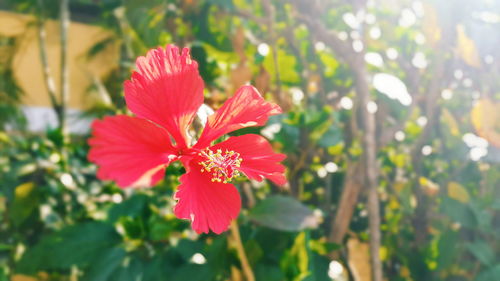 Close-up of red flower