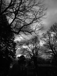 Low angle view of bare trees against sky