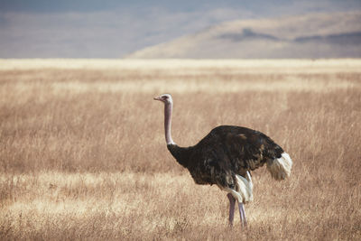 Side view of a bird on field