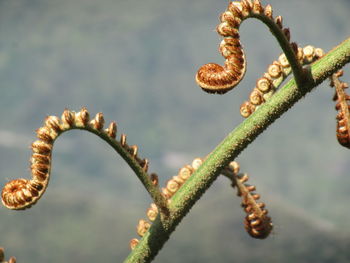 Close up of plant against blurred background