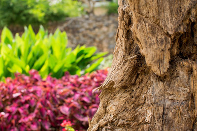 Close-up of fresh green plant by tree trunk