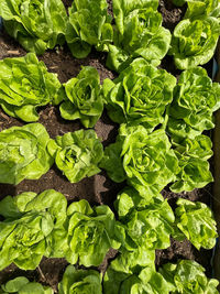 High angle view of vegetables