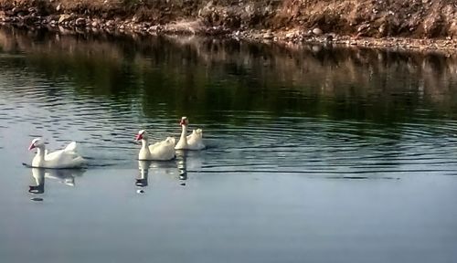 Birds in calm lake