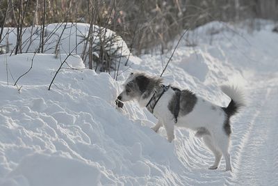 Dog running on snow covered field