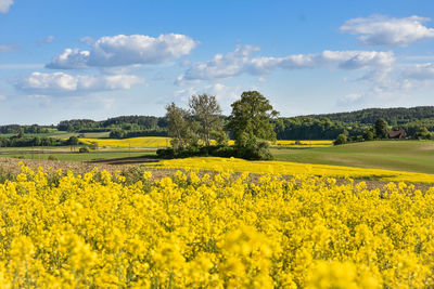 Scenic view of oilseed rape field against sky