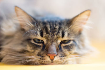 Close-up portrait of a cat