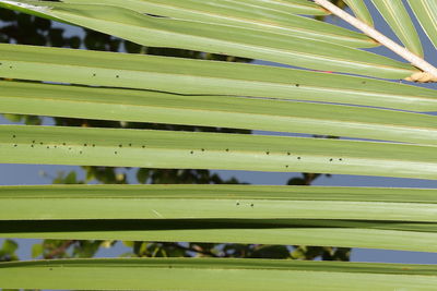 Detail shot of plants