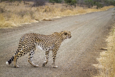 Side view of a cat walking on road