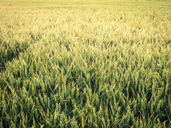 Full frame shot of crops growing on field