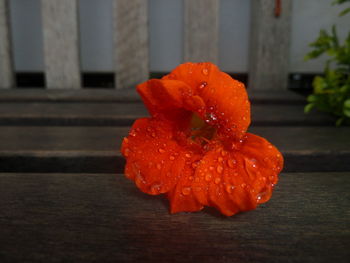 Close-up of water drops on flower