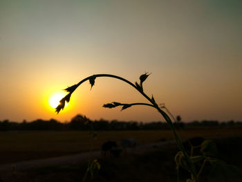 Close-up of silhouette plant on field against sky during sunset