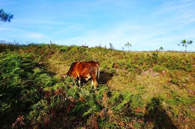Cow grazing on field against sky