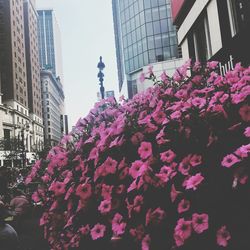 Low angle view of pink flowers in building