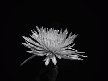 Close-up of white flowers over black background