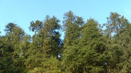 Low angle view of trees against sky