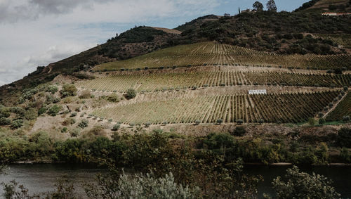 Scenic view of agricultural landscape against sky