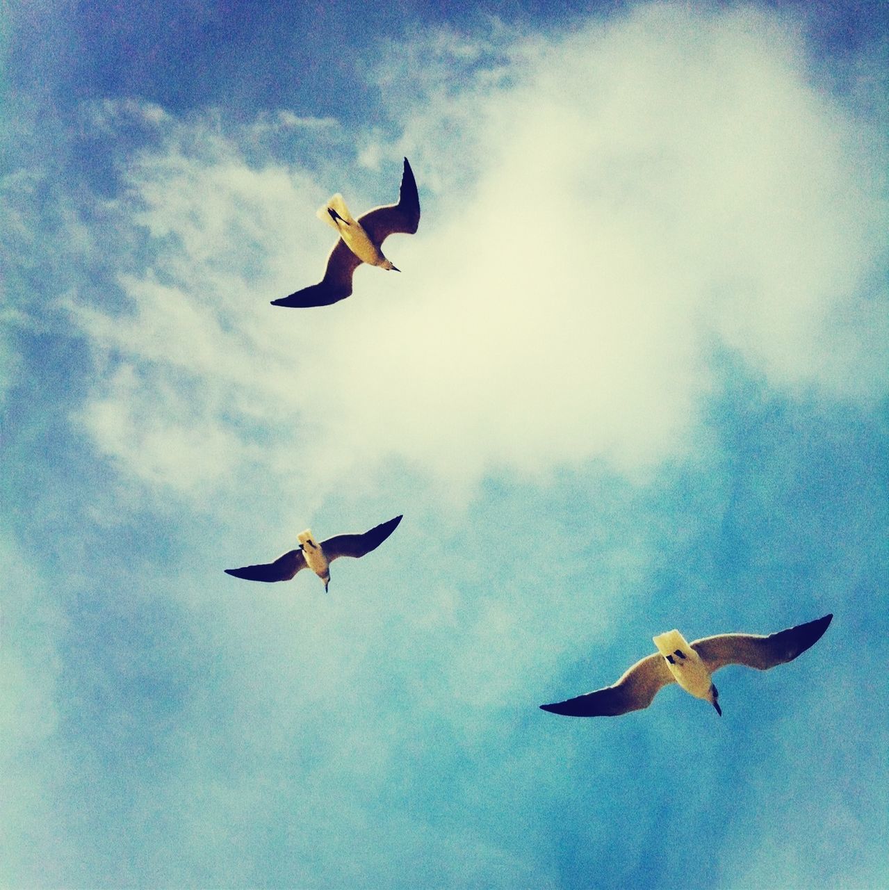 bird, animal themes, flying, animals in the wild, wildlife, spread wings, low angle view, sky, mid-air, seagull, cloud - sky, nature, vertebrate, zoology, freedom, blue, outdoors, cloud, no people, motion