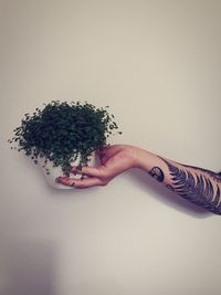 Cropped hand of young woman with tattoo holding plant against wall