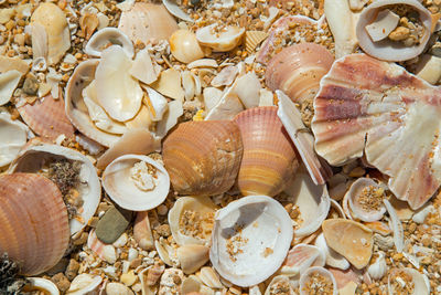 Close-up of seashell