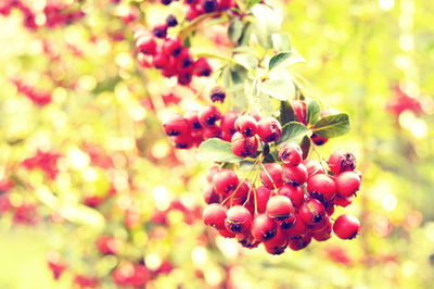 Close-up of berries growing on tree