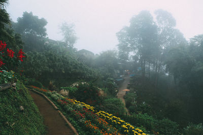 Panoramic view of road amidst trees against sky